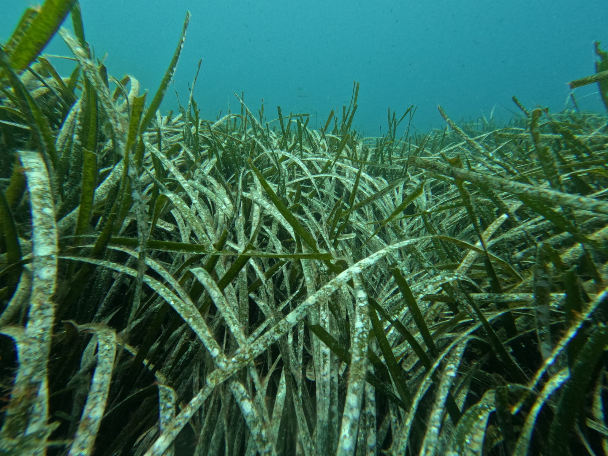 Un día en Oceanos – Oceanos Diving Center